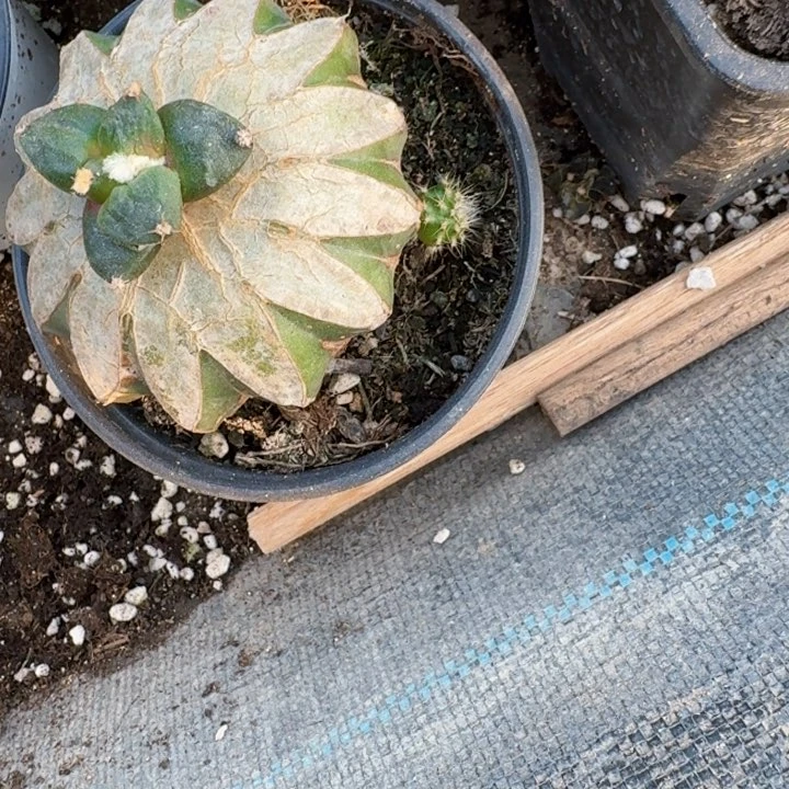 扬**航秀普接叉尤丸叶青瓷牡丹