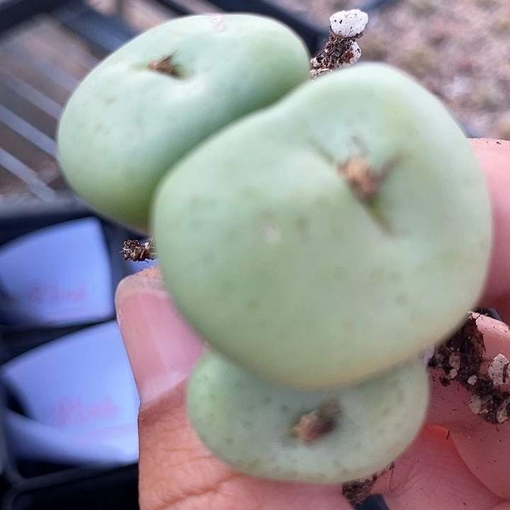 18507吕氏大饼一颗