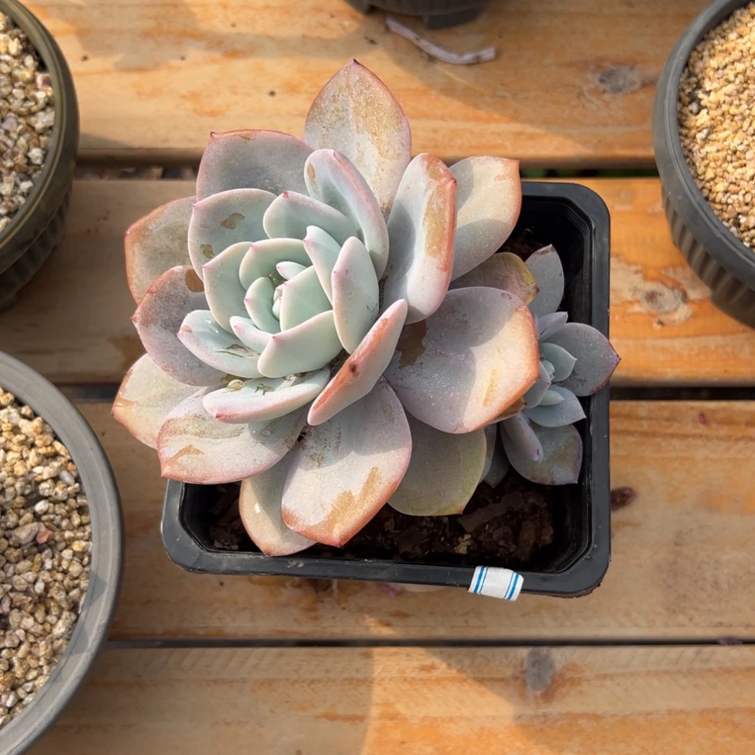 多肉韩版奶茶【非偏远满18包邮】