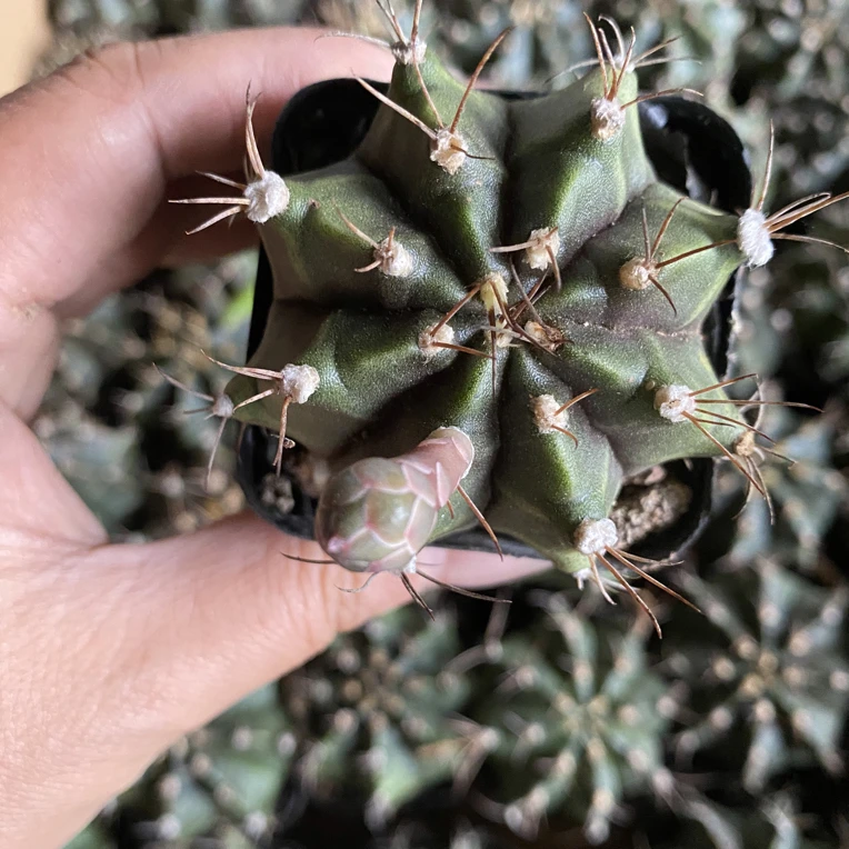 （4颗）绯牡丹脱土裸根发货4-5cm