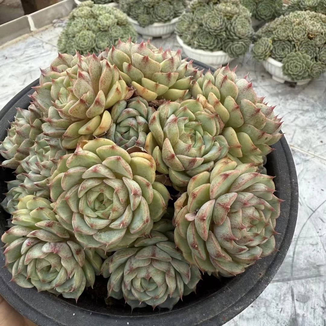 云漫多肉  苯巴蒂斯  买一送一 多肉植物