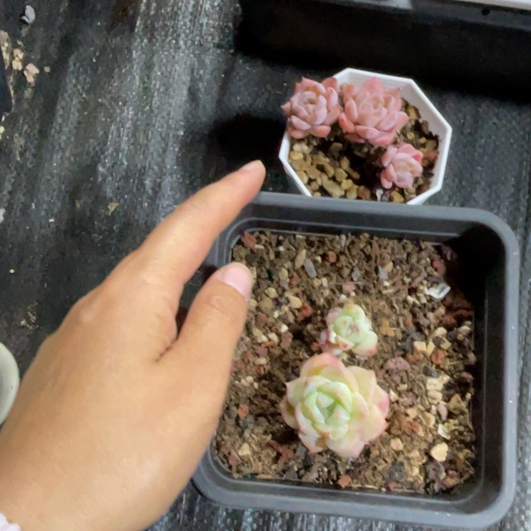 壹****多肉两个宝贝专拍