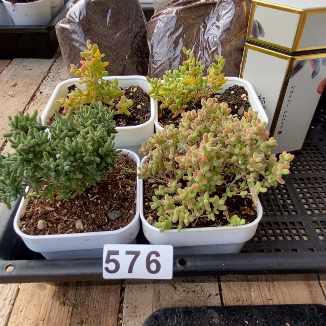 枝干番杏多肉植物576