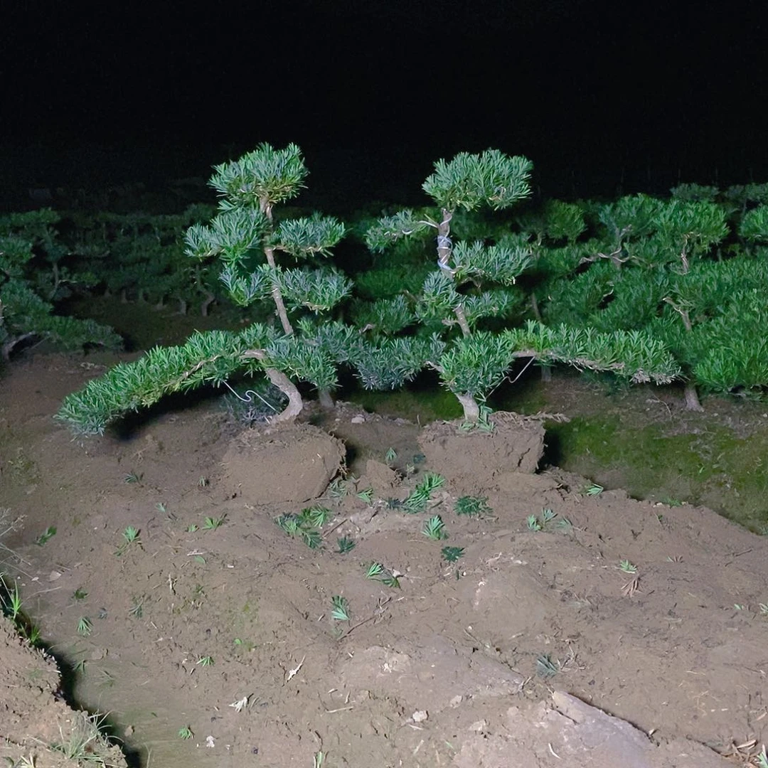 直播间罗汉松500/2颗
