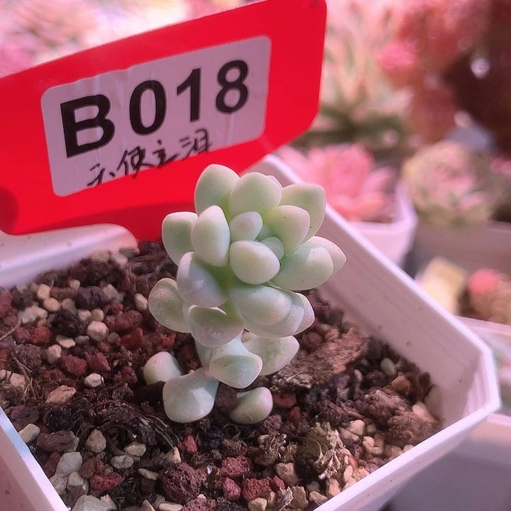 天使之泪有根有根