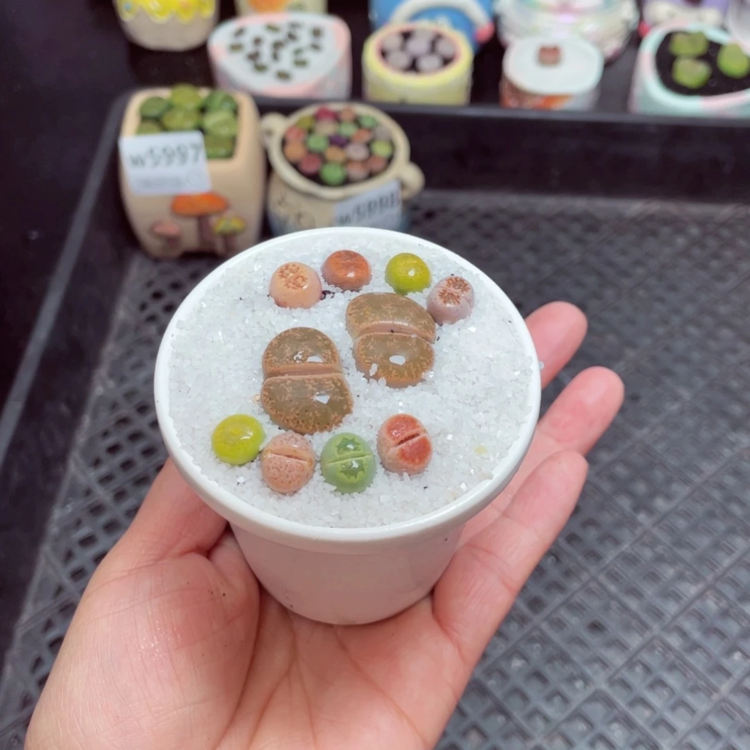 w5999 -零下地区拍保温箱-15支持寄养