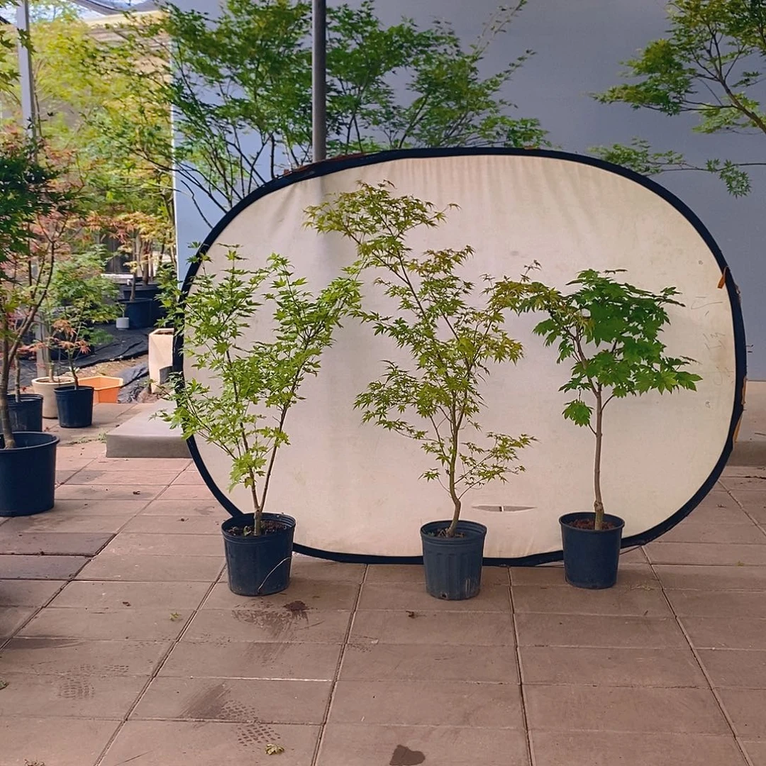 无花朵夏金 红  大龙 直播间一物一拍