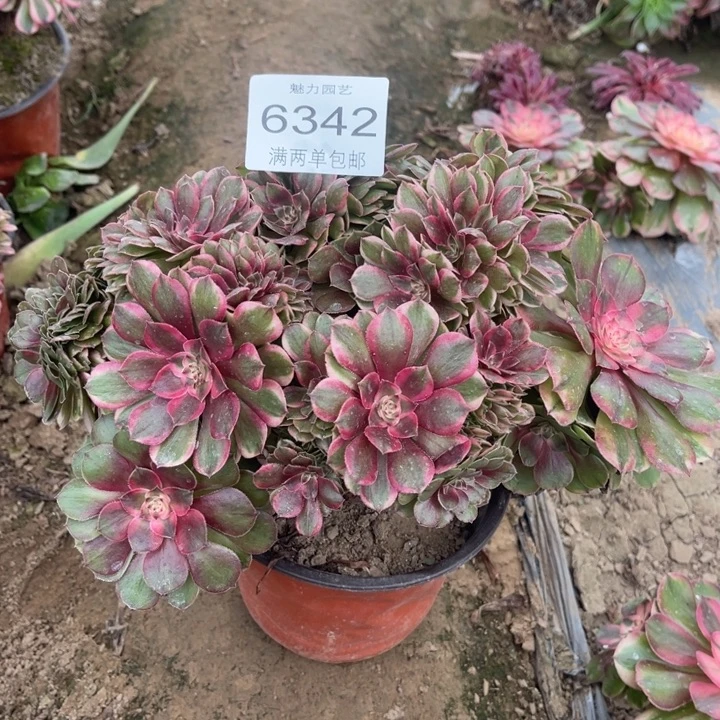 6342荔枝的人多肉的人肉