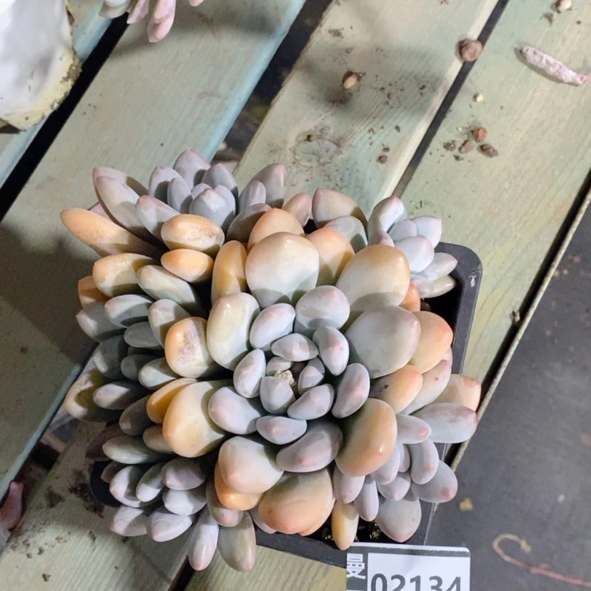 【闪购商品】香水02134