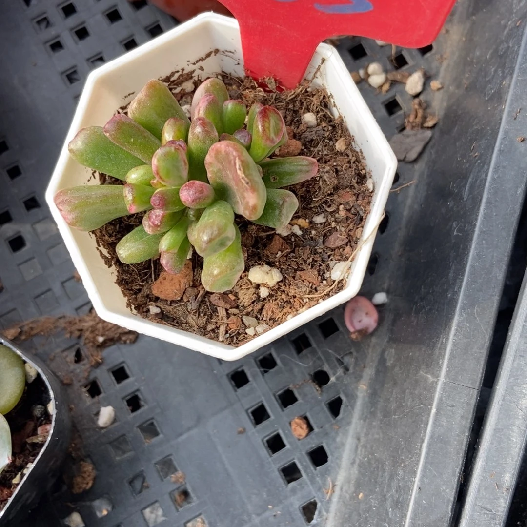 985吸财树锦多肉植物