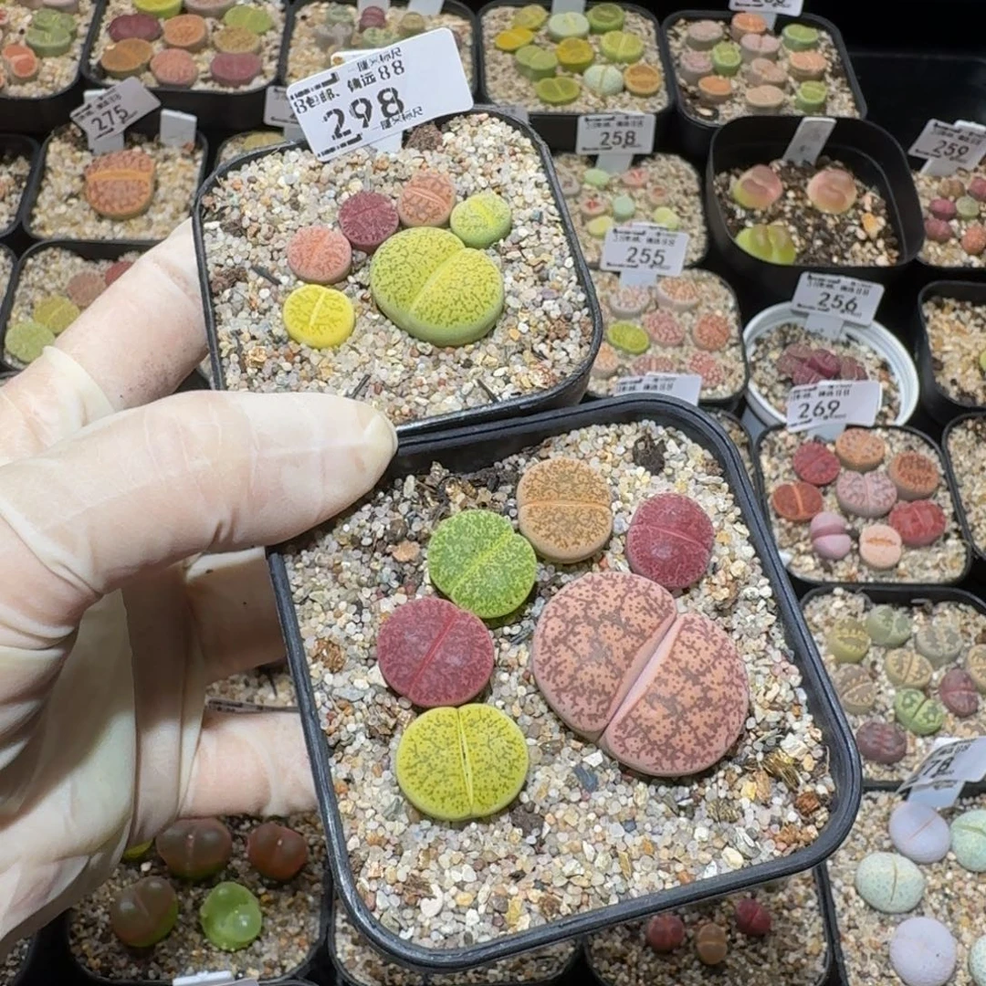 想***片Ssss生石花肉锥298