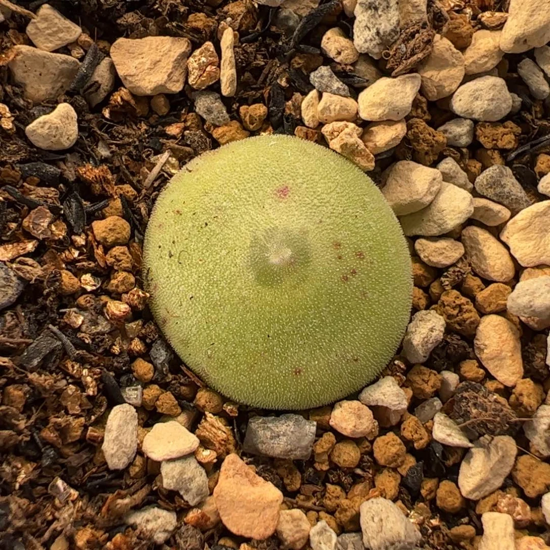 粉毛饼多肉植物百科