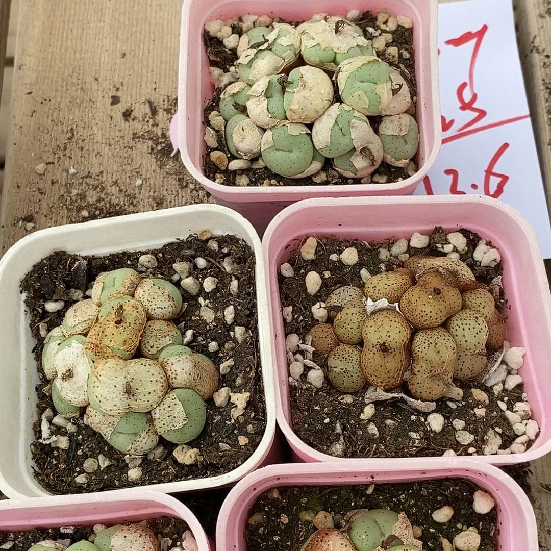 925吕氏大饼多头一群