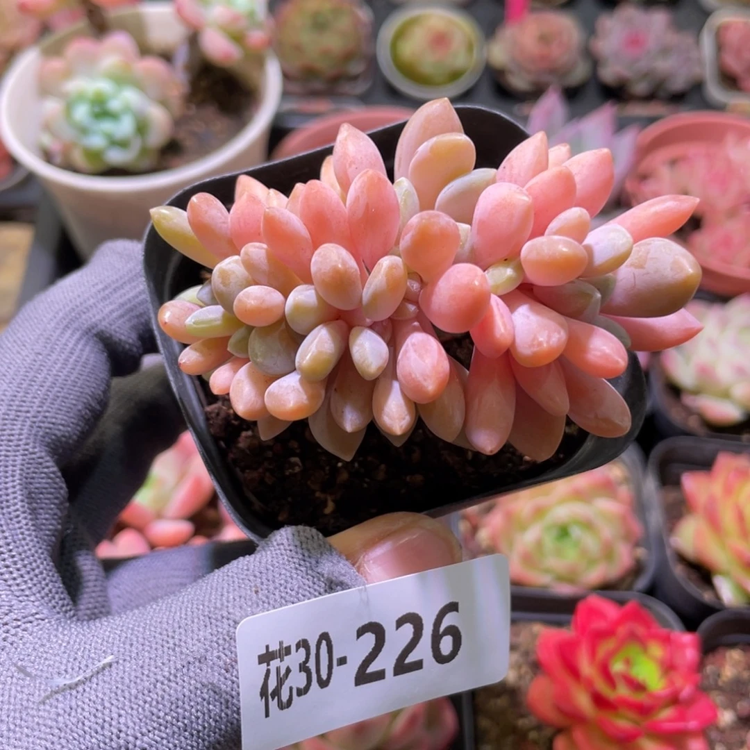 花利美30-226醉美人缀化