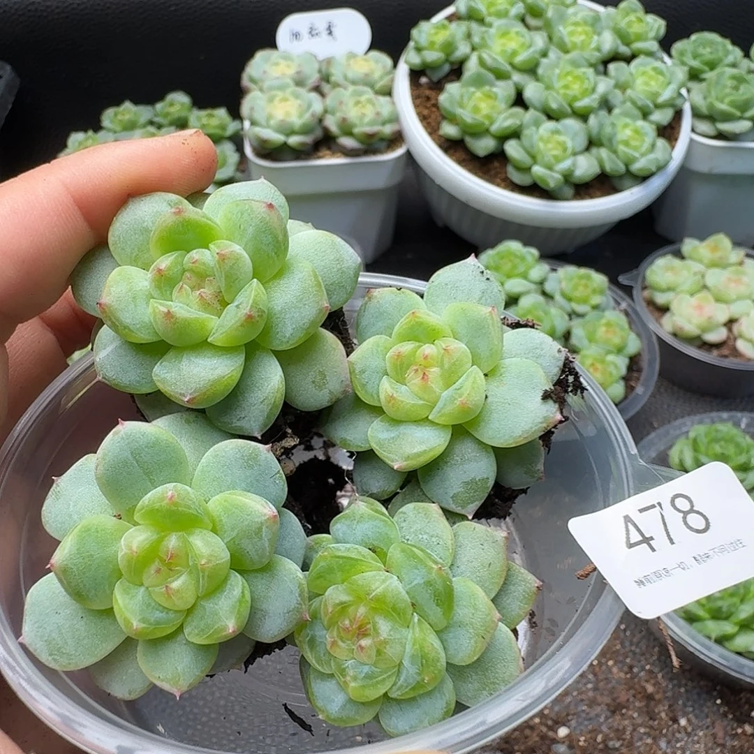 一物一拍一组905-478