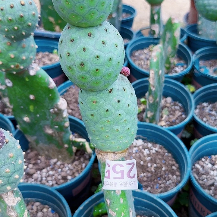 无花朵255大绿皮陨石坑习一号