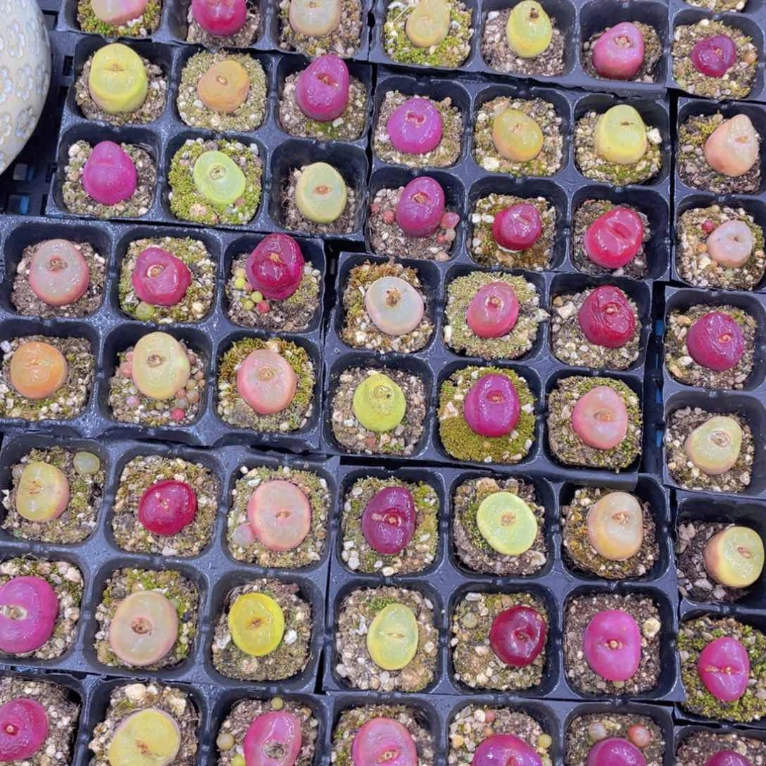 量拍1号彩色五年毛汗尼组合6个