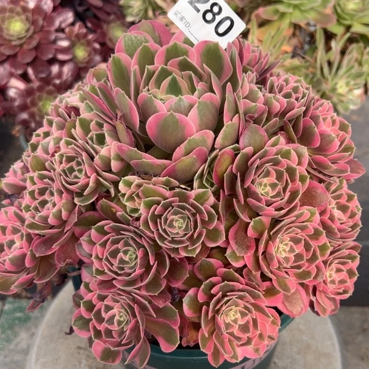 280妖月25厘米左右半木质