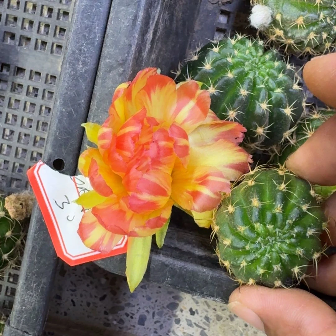 8丽花83歪3公分左右无根侧牙,20包邮