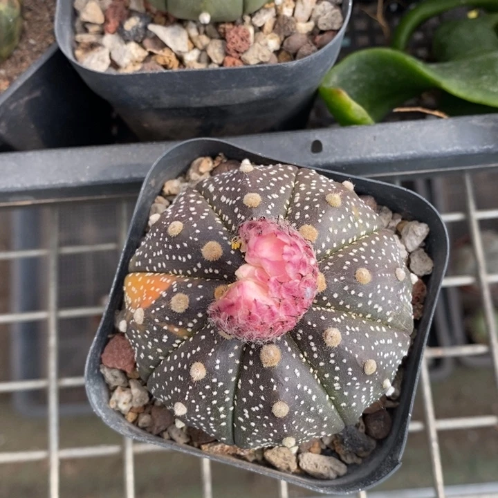 伯克利和格蕾纳等著名音乐家