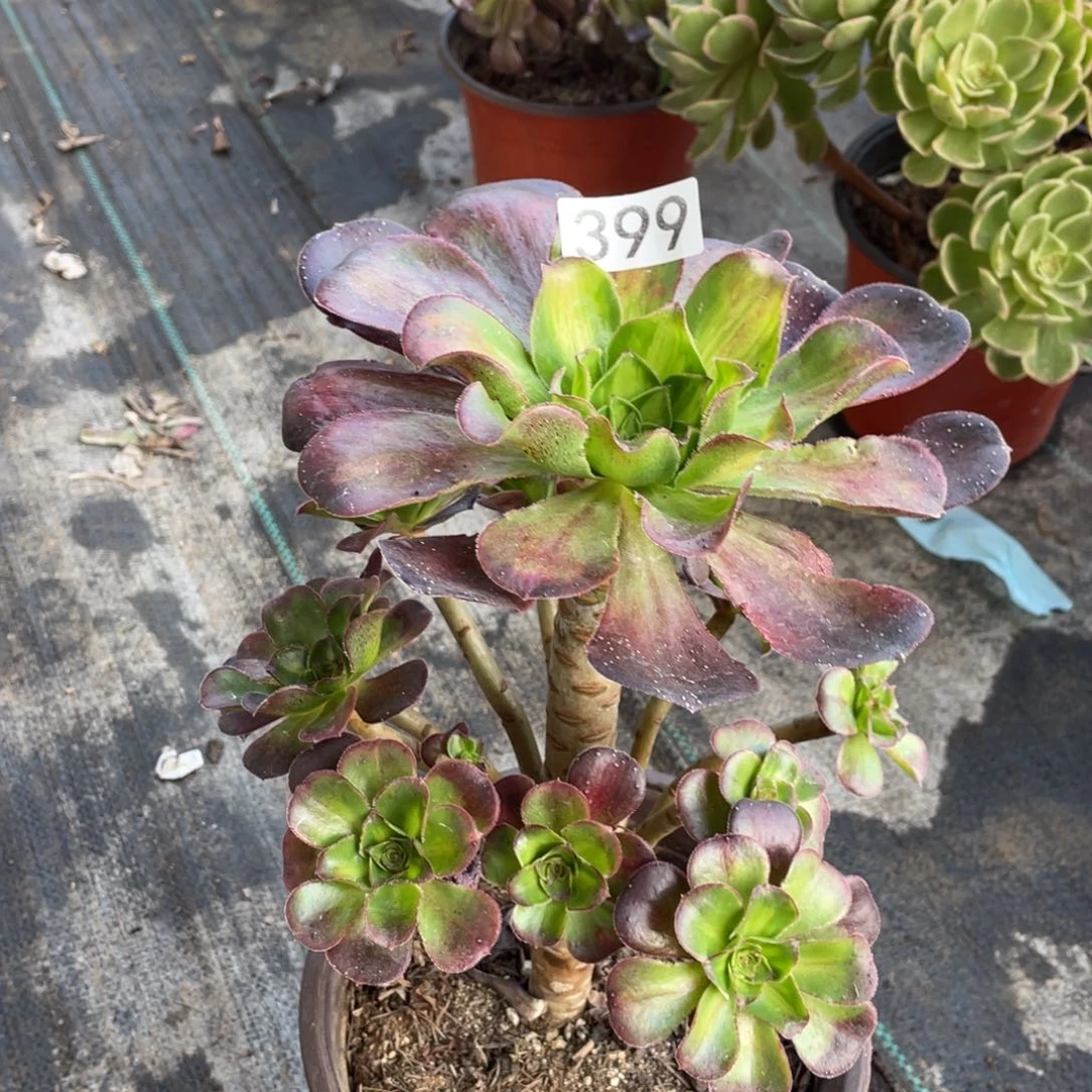 魅影中斑多肉植物