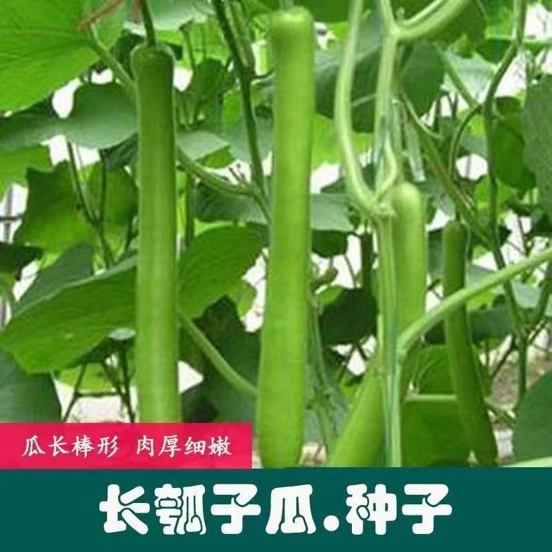 【香嫩瓠瓜种子】甜瓠子瓜四季播蔬菜种籽高产长蒲瓜食用种子大全