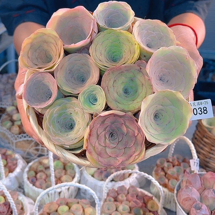 TT038。玫瑰混花篮。