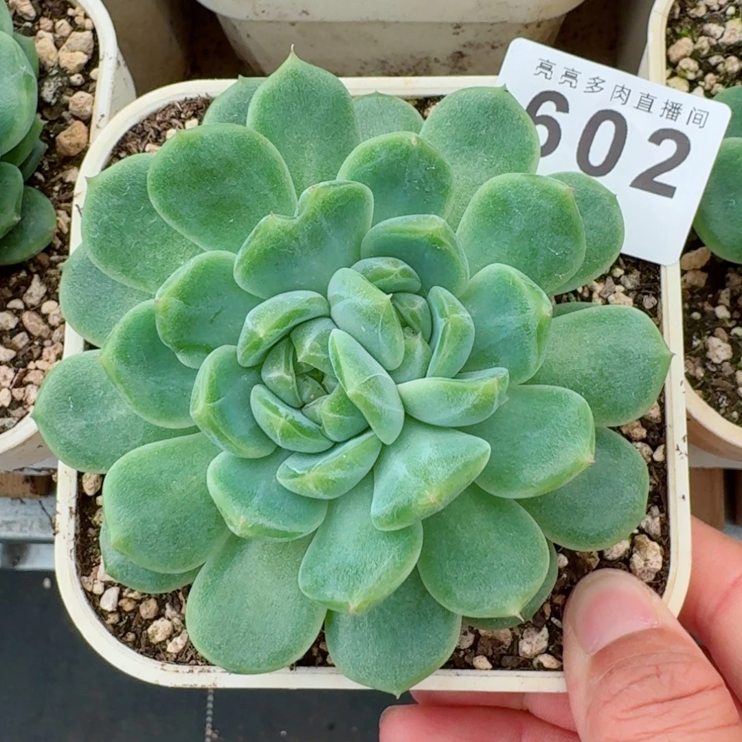 泼天财富            精美多肉植物
