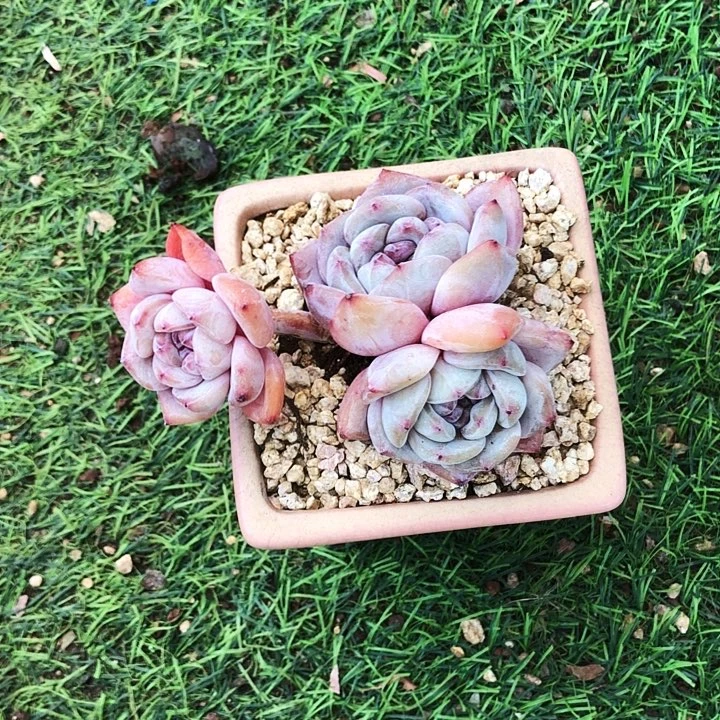 钻石星影多肉植物