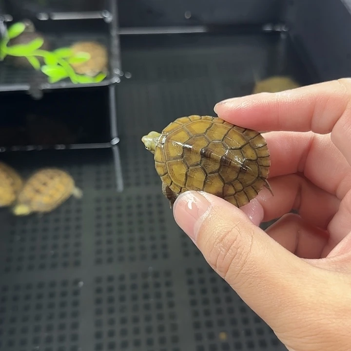 宠物龟不分公母4.5cm小青