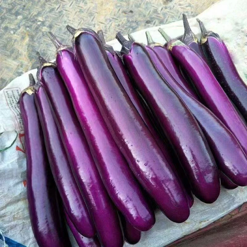 紫皮长茄子新鲜蔬菜当季紫把细茄子农家自种现摘嫩茄
