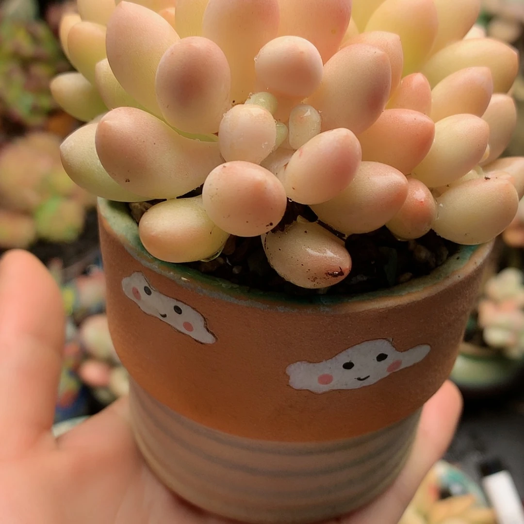 【闪购商品】亦草带盆