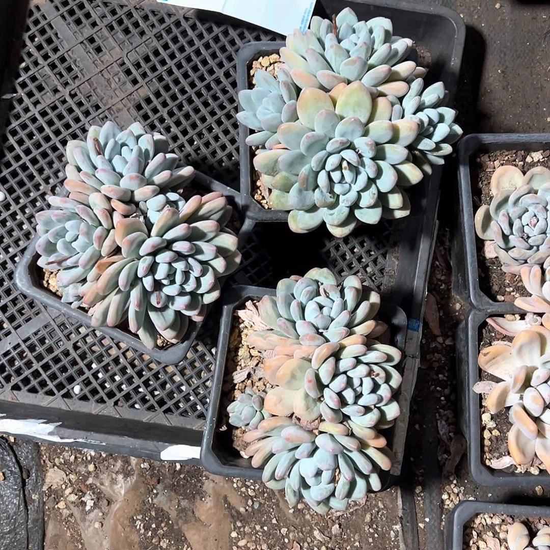 L****u多肉植物一物一拍