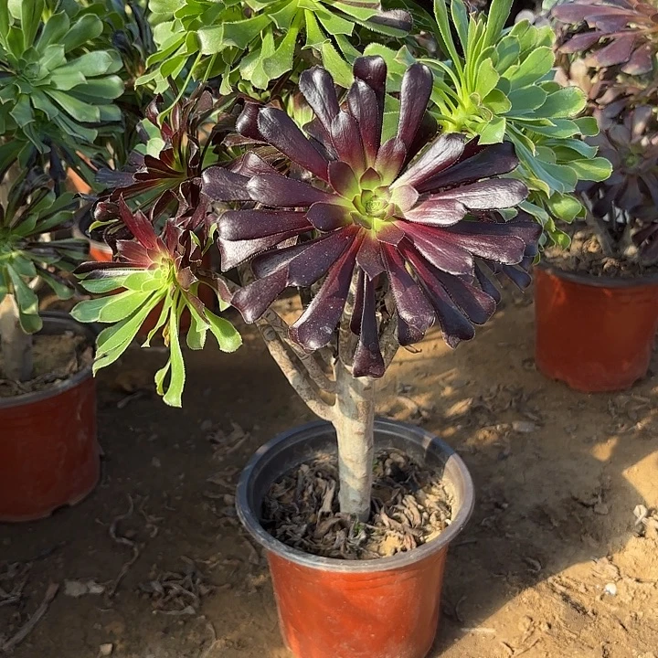 多肉植物水墨丹青22