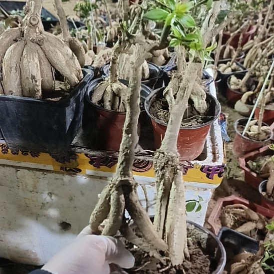 布***丁两颗月之桂脱土发货