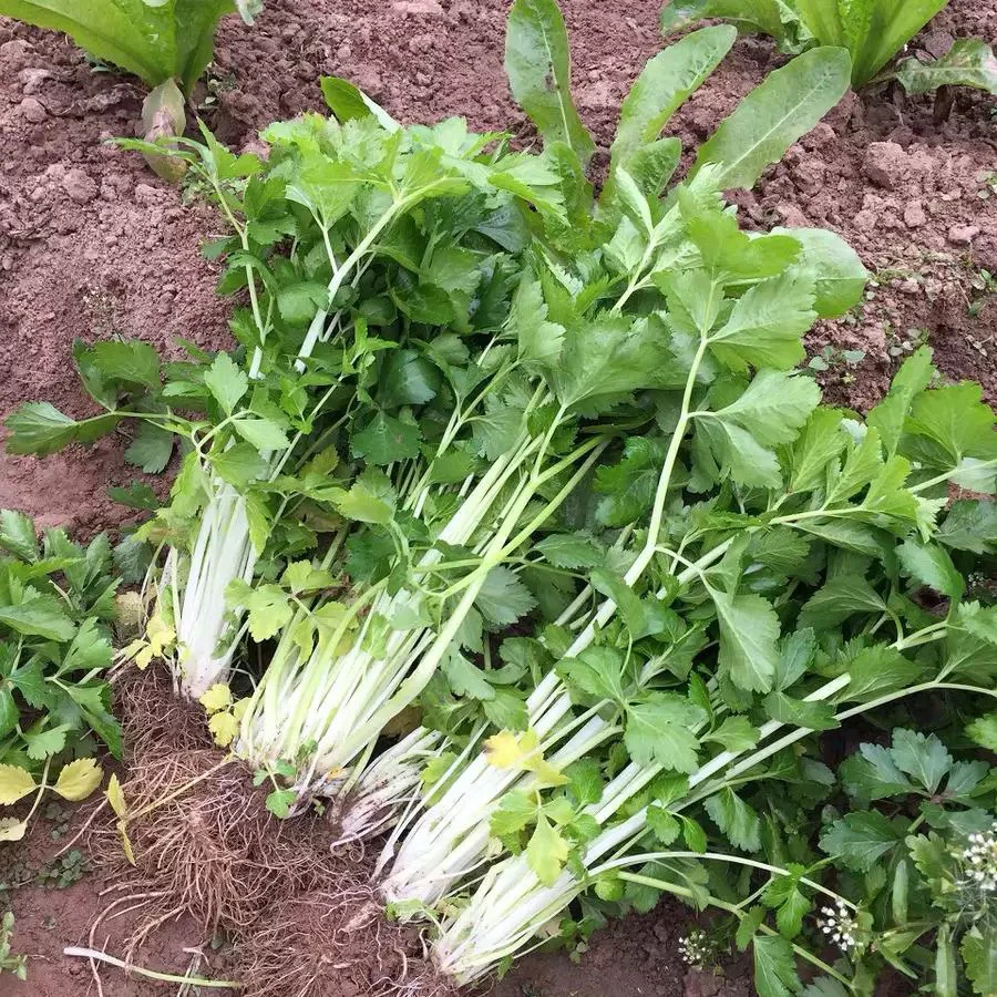 云南农家新鲜小芹菜小香芹露天种植绿芹菜蔬