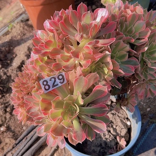 温***8多肉植物一个有伤
