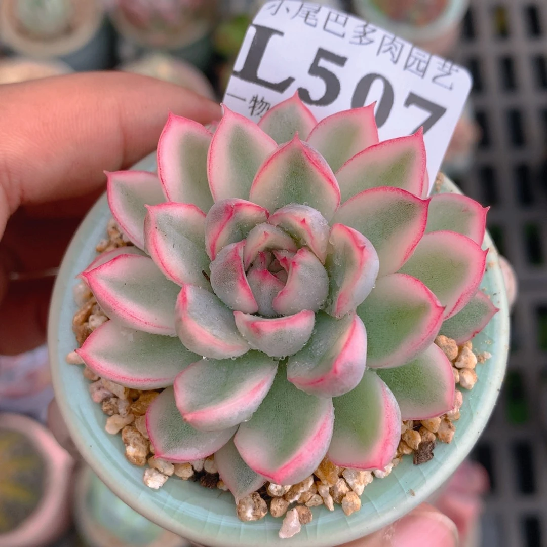 小尾巴5CM迷你拇指盆L507