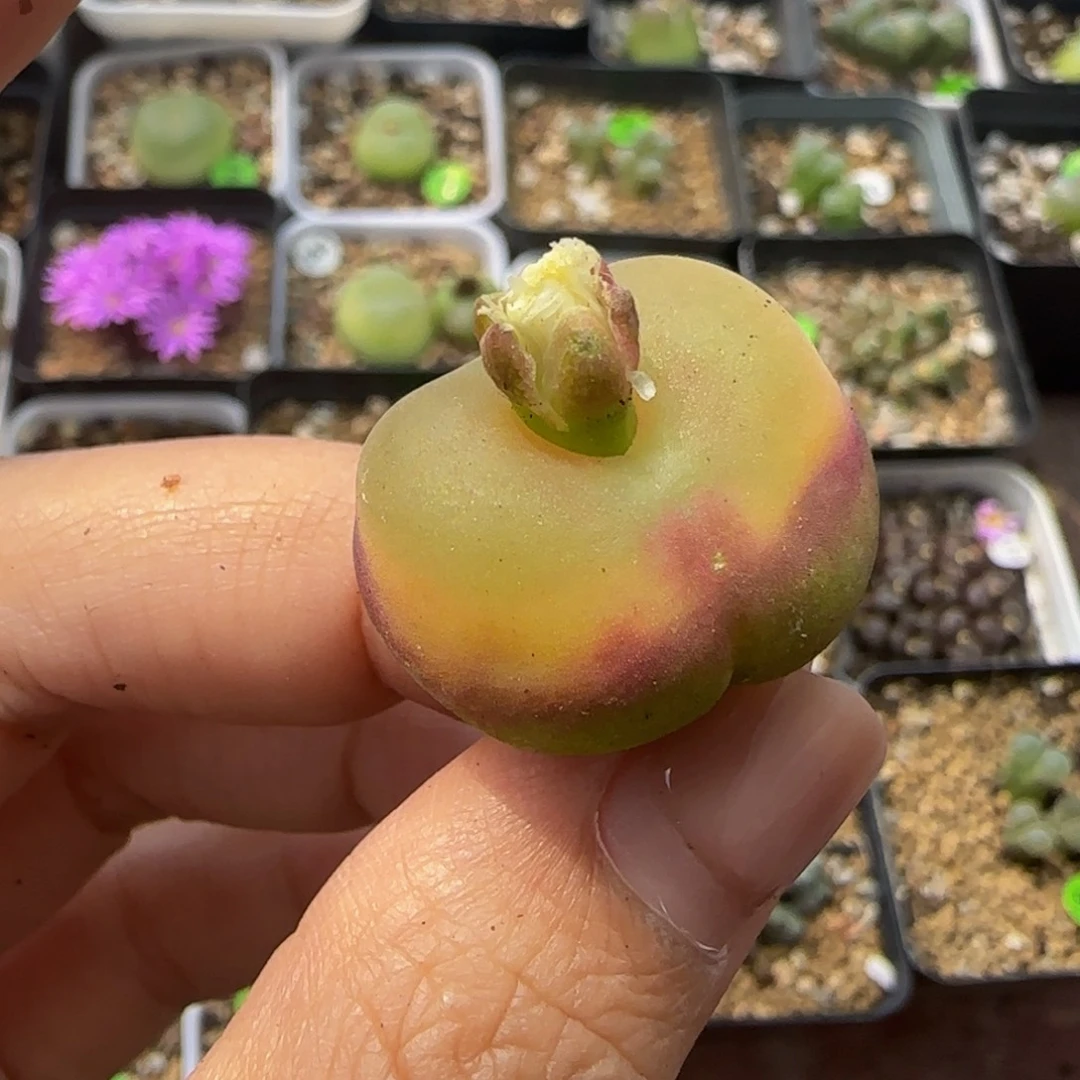 2.3cm多肉植物的137