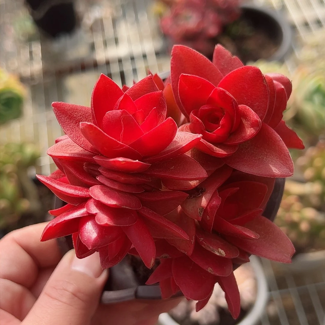 火祭120杯整桩一盆