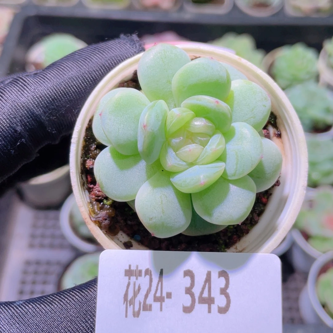 花利美24-343白昼