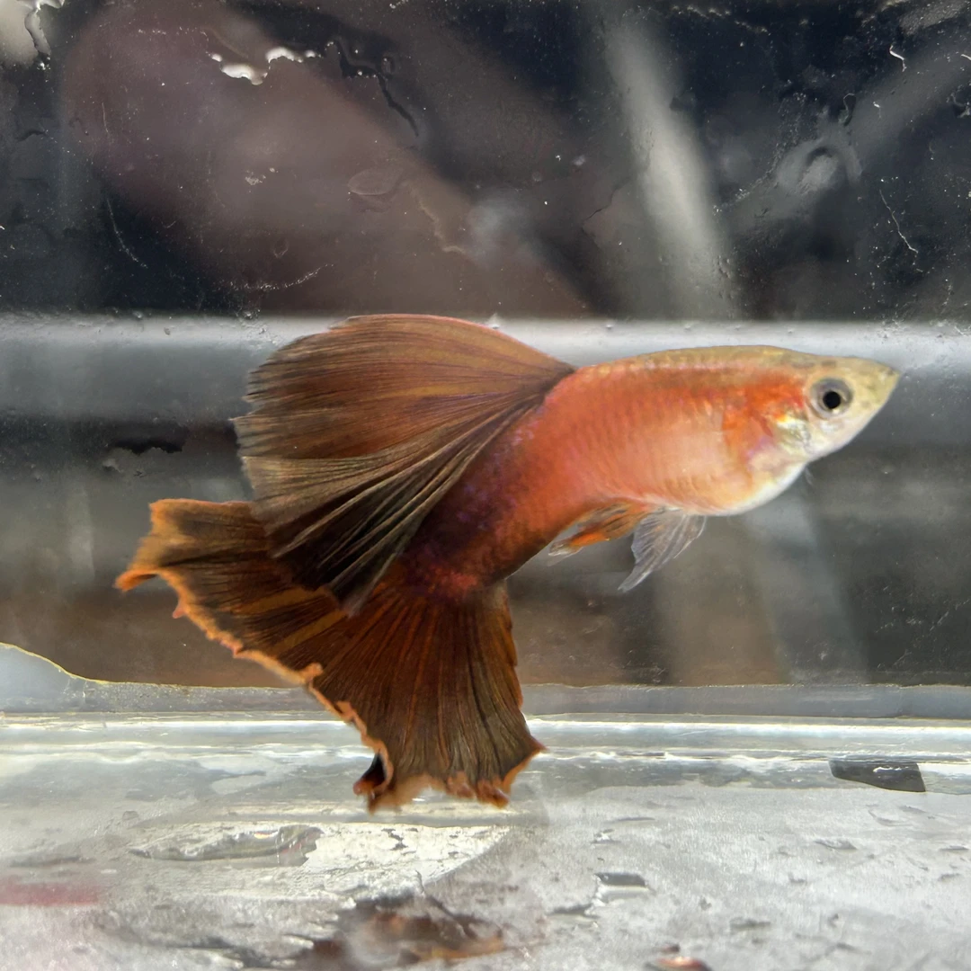 精品孔雀鱼超大背野红包邮包路损小型热带鱼