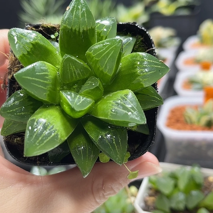 十二卷多肉植物姬寿