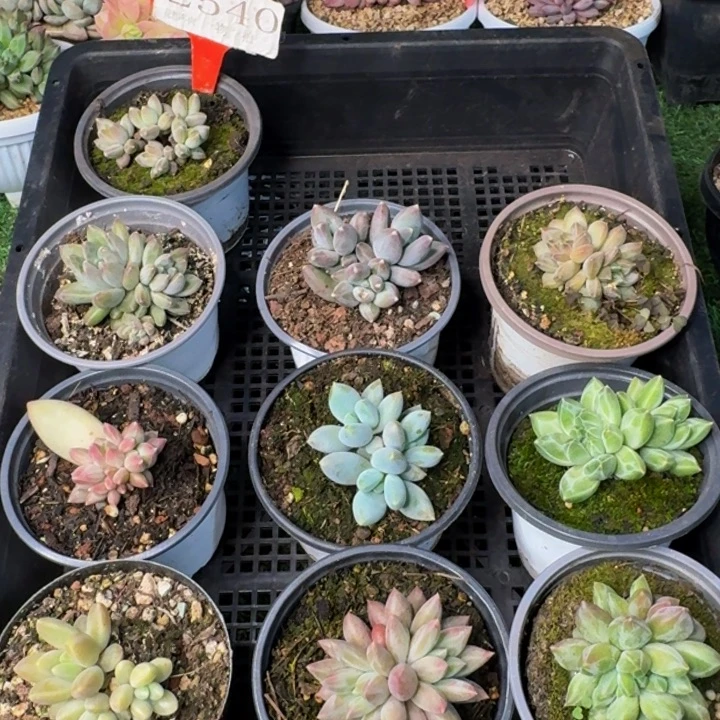 2540多肉植物一物一拍