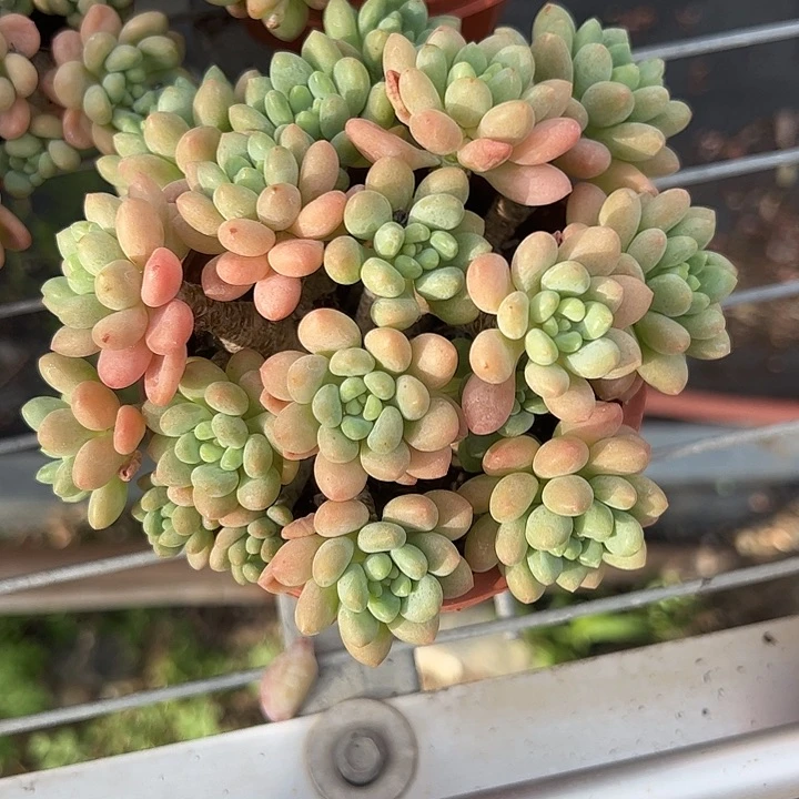 洛可可老桩多肉植物