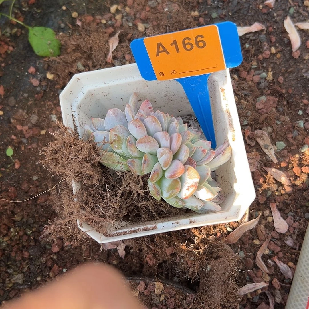 多肉植物一物一拍