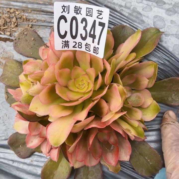 朵*0347多肉法师法师f组合