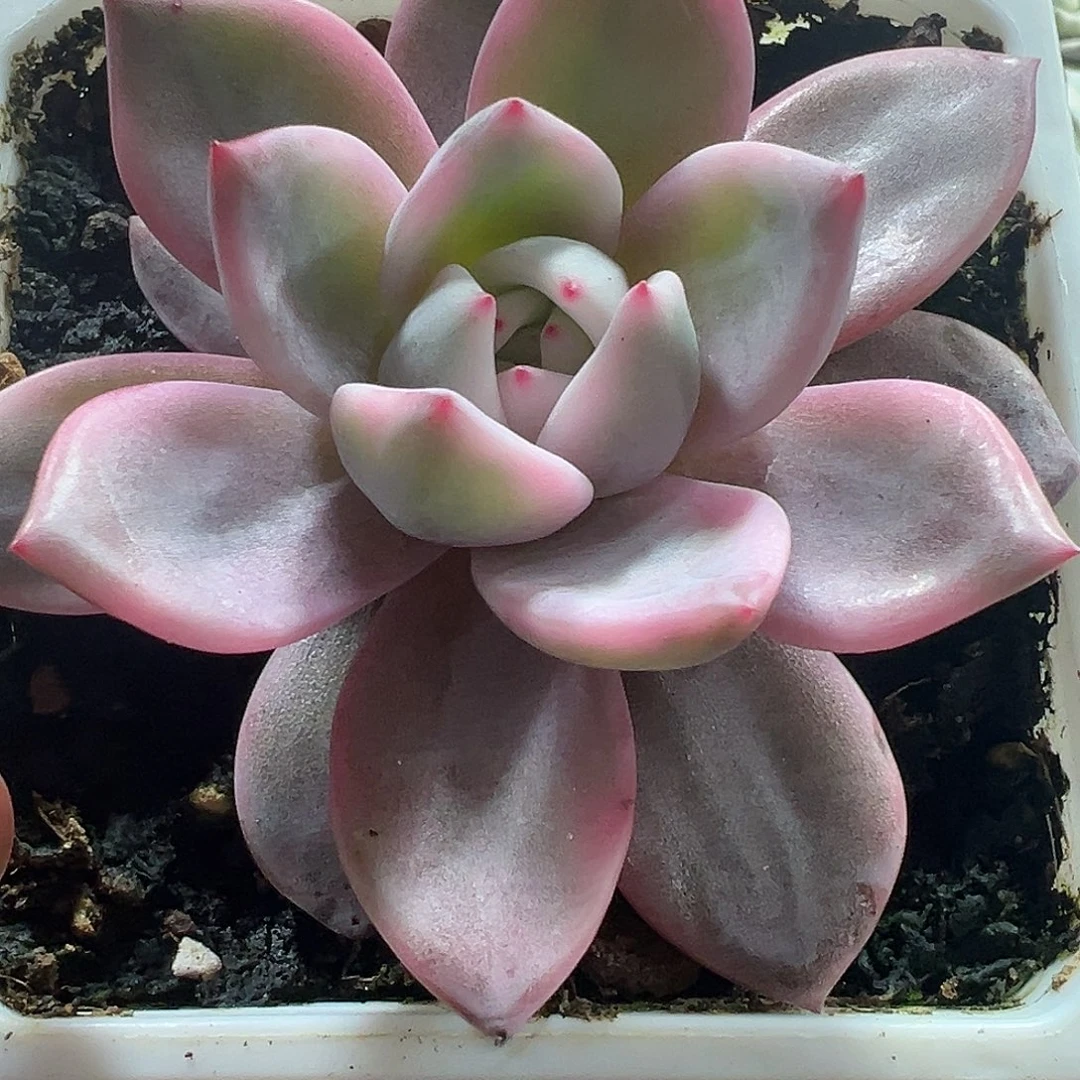 酒红香槟锦多肉植物