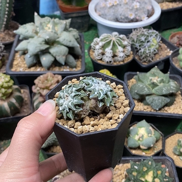 自根双头黑牡丹4.6公分