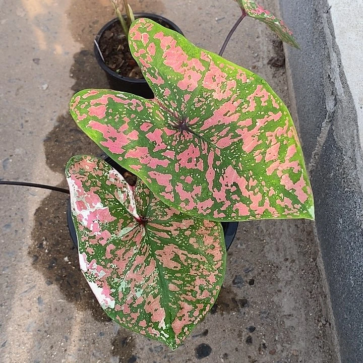 泰国彩叶 69-0203